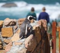 Stony Point Penguins